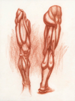 Anatomical Study, Lower Extremity 1